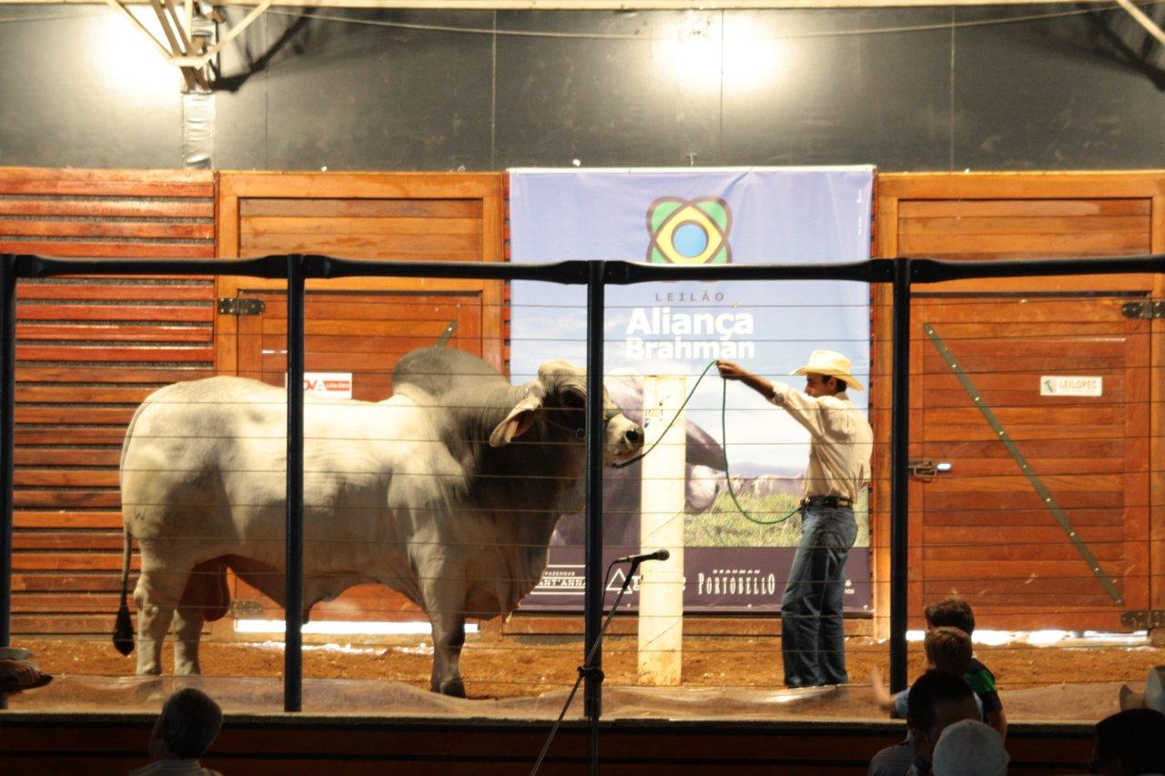 Alianca Brahman (9).jpg