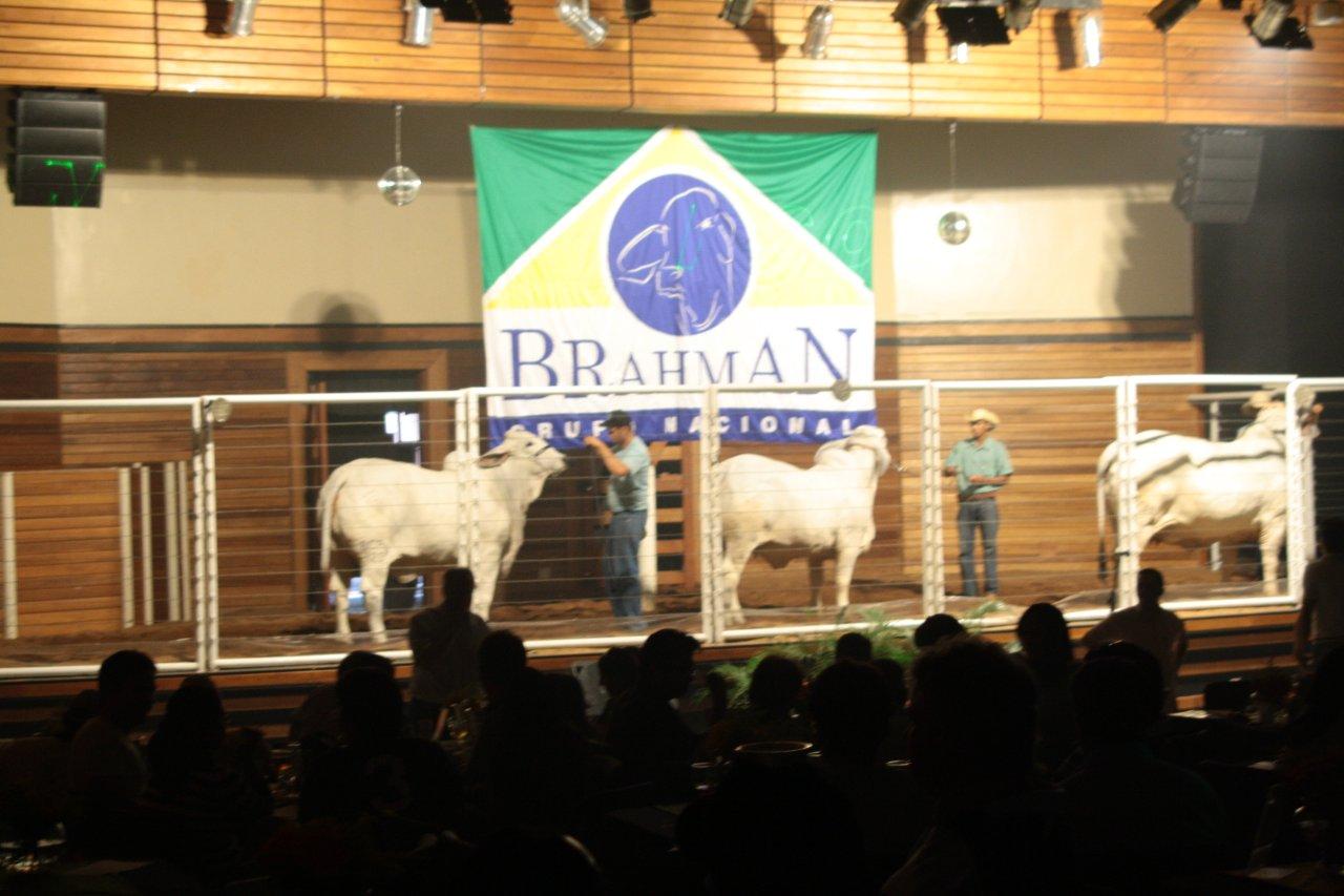 Brahman Nacional (44).jpg